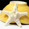 Artificial Sea Star Fish Tank Ornament